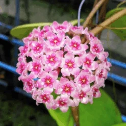 Hoya Sweet Scent Plant
