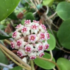 Hoya Sweet Scent Plant -Plant Life Decor Shop hoyasweetscent