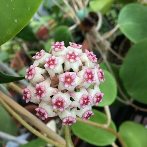 Hoya Sweet Scent Plant 6 Hoya Sweet Scent Plant -Plant Life Decor Shop hoyasweetscent