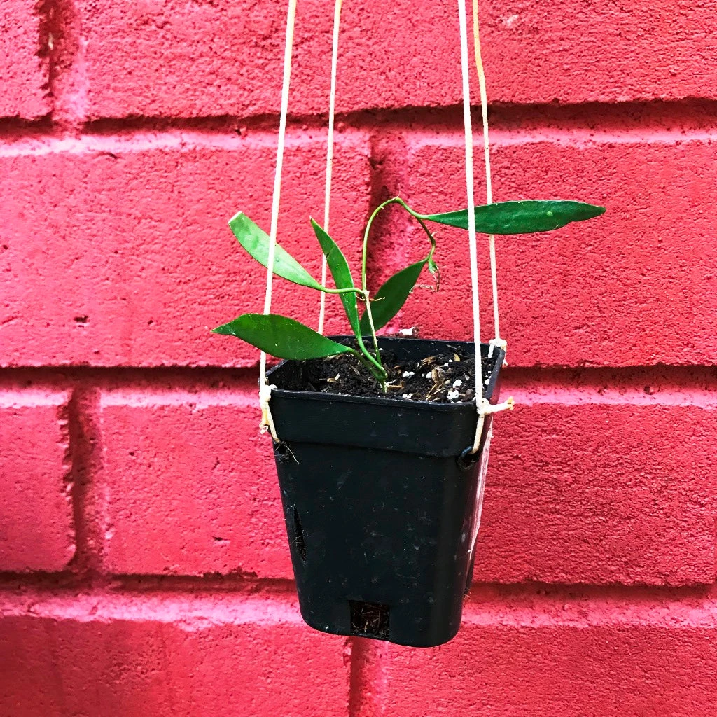 Hoya Tsangii Odetteae Plant 3 Hoya Tsangii Odetteae Plant - Image 3