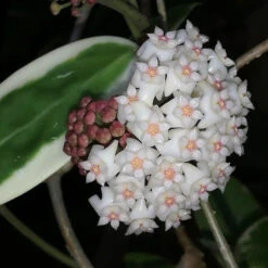 Hoya Verticillata Albomarginata Plant