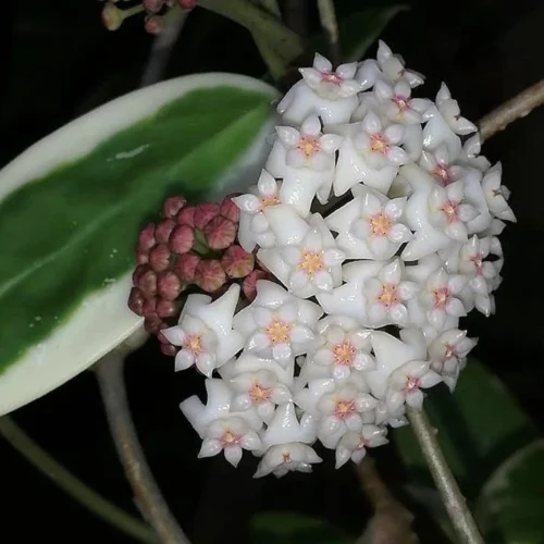 Hoya Verticillata Albomarginata Plant
