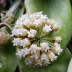 Hoya Viola Plant -Plant Life Decor Shop hoyaviola 2