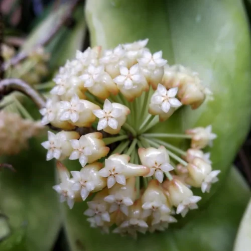 Hoya Viola Plant -Plant Life Decor Shop hoyaviola 2