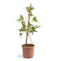 Ipomoea Batatas Pink Frost Vine Plant -Plant Life Decor Shop ipomoea pinkfrost