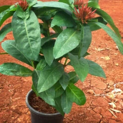 Ixora Dwarf Red Plant