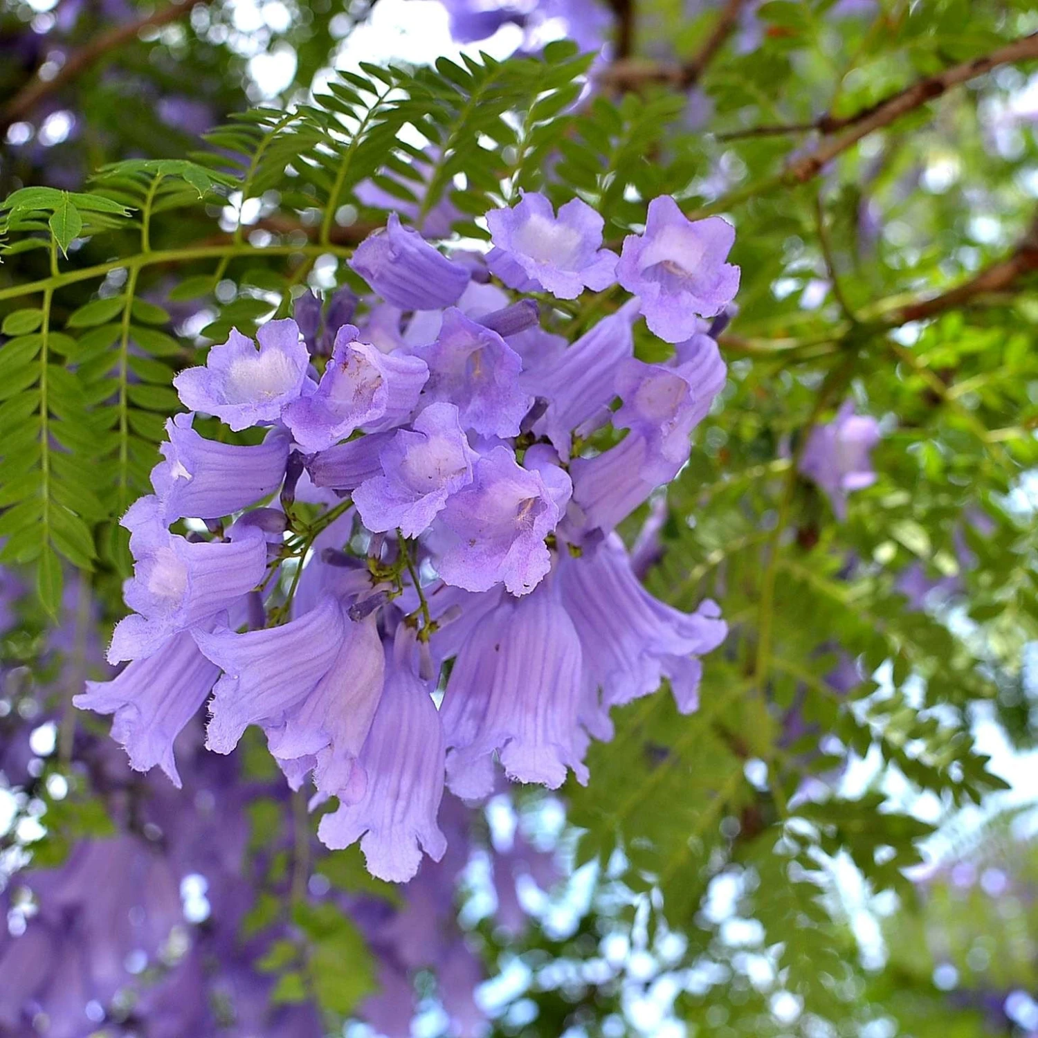 Jacaranda Mimosifolia - Mimosa Jacarnanda 1 Jacaranda Mimosifolia - Mimosa Jacarnanda