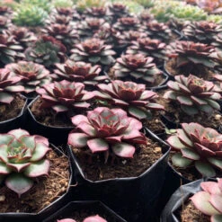 Echeveria Korean Hybrid Succulent Plant 5 Echeveria Korean Hybrid Succulent Plant -Plant Life Decor Shop kOREANhYBRID