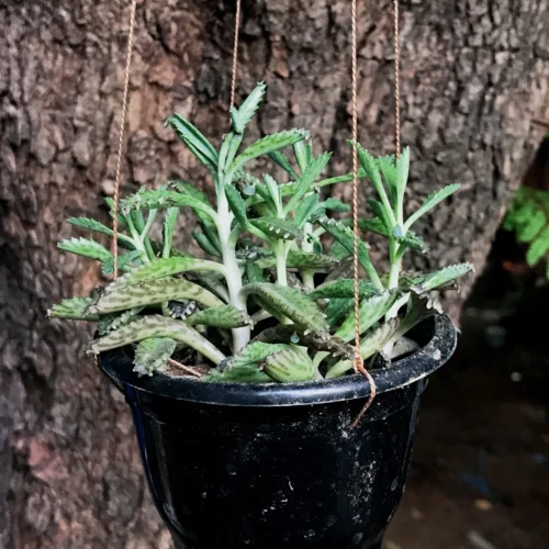 Kalanchoe Daigremontiana Succulent Plant