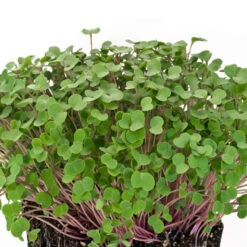 Kale Microgreen Seeds