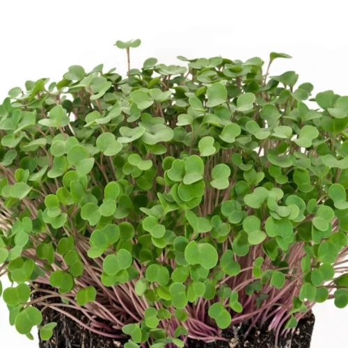 Kale Microgreen Seeds