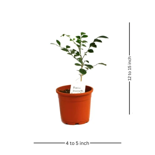 Kamini Murraya Paniculata Plant -Plant Life Decor Shop kamini