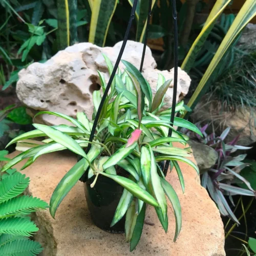 Hoya Kentiana Variegata Plant 6 Hoya Kentiana Variegata Plant -Plant Life Decor Shop kentiana Variegata 3