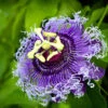 Passiflora Inspiration Plant