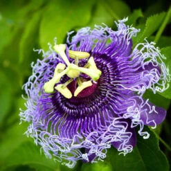 Passiflora Inspiration Plant