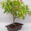 Bonsai Lemonia Spectabilis Varigata Plant