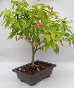 Bonsai Lemonia Spectabilis Varigata Plant