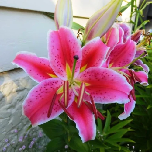 Lilium Oriental 'Starlight Express' (Bulbs)