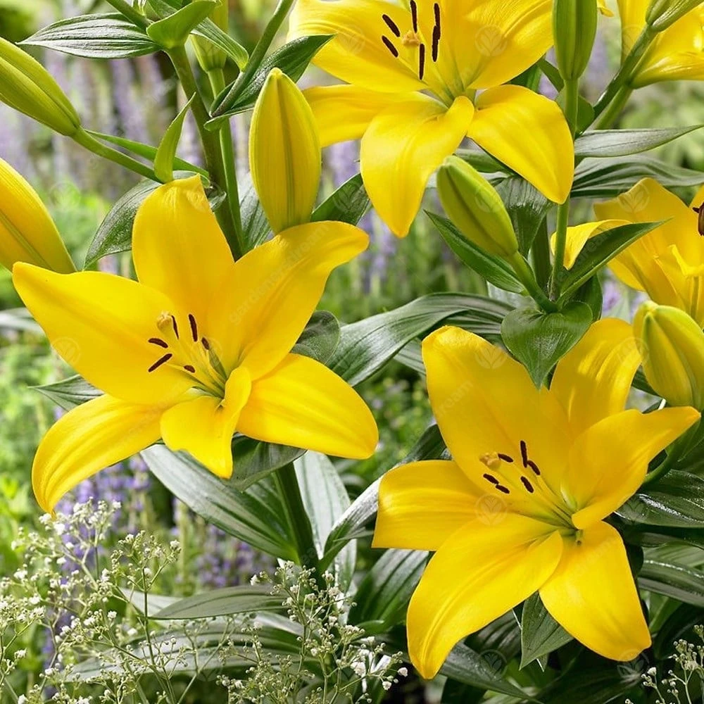 Lilium Asiatic 'Nashville' (Bulbs) 2 Lilium Asiatic 'Nashville' (Bulbs) - Image 2