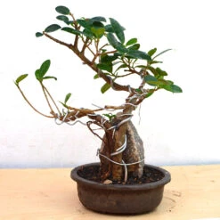 Bonsai Long Island Round With Rock Plant