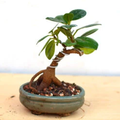 Bonsai Long Island Mame Plant