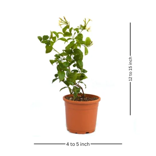 Dwarf Madhu Malti | MadhuMalti | Rangoon Creeper Plant -Plant Life Decor Shop madhumalti