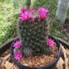 Mammillaria Zeilmanniana Rose Pincushion Cactus Plant