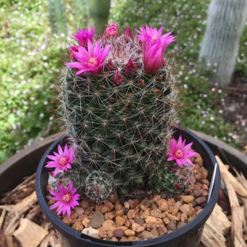 Mammillaria Zeilmanniana Rose Pincushion Cactus Plant
