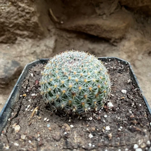 Mammillaria Dioica Cactus Plant -Plant Life Decor Shop mammillariadioica 2