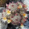 Mammillaria Dioica Cactus Plant