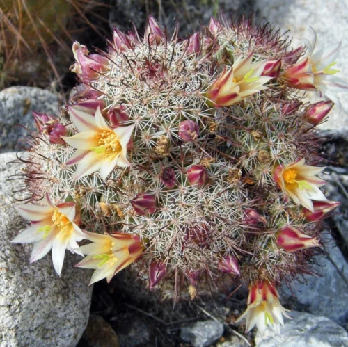 Mammillaria Dioica Cactus Plant