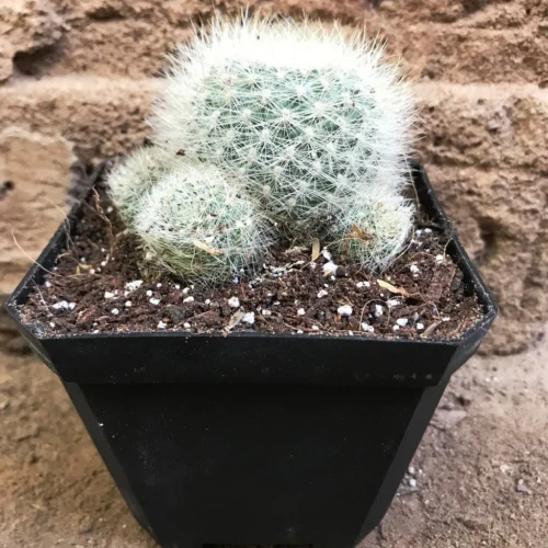 Mammillaria Glassii Ascensionis Cactus Plant -Plant Life Decor Shop mammillariaglassiiascensionis
