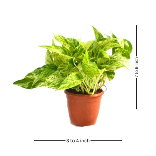 Pothos Marble Queen Money Plant -Plant Life Decor Shop marble