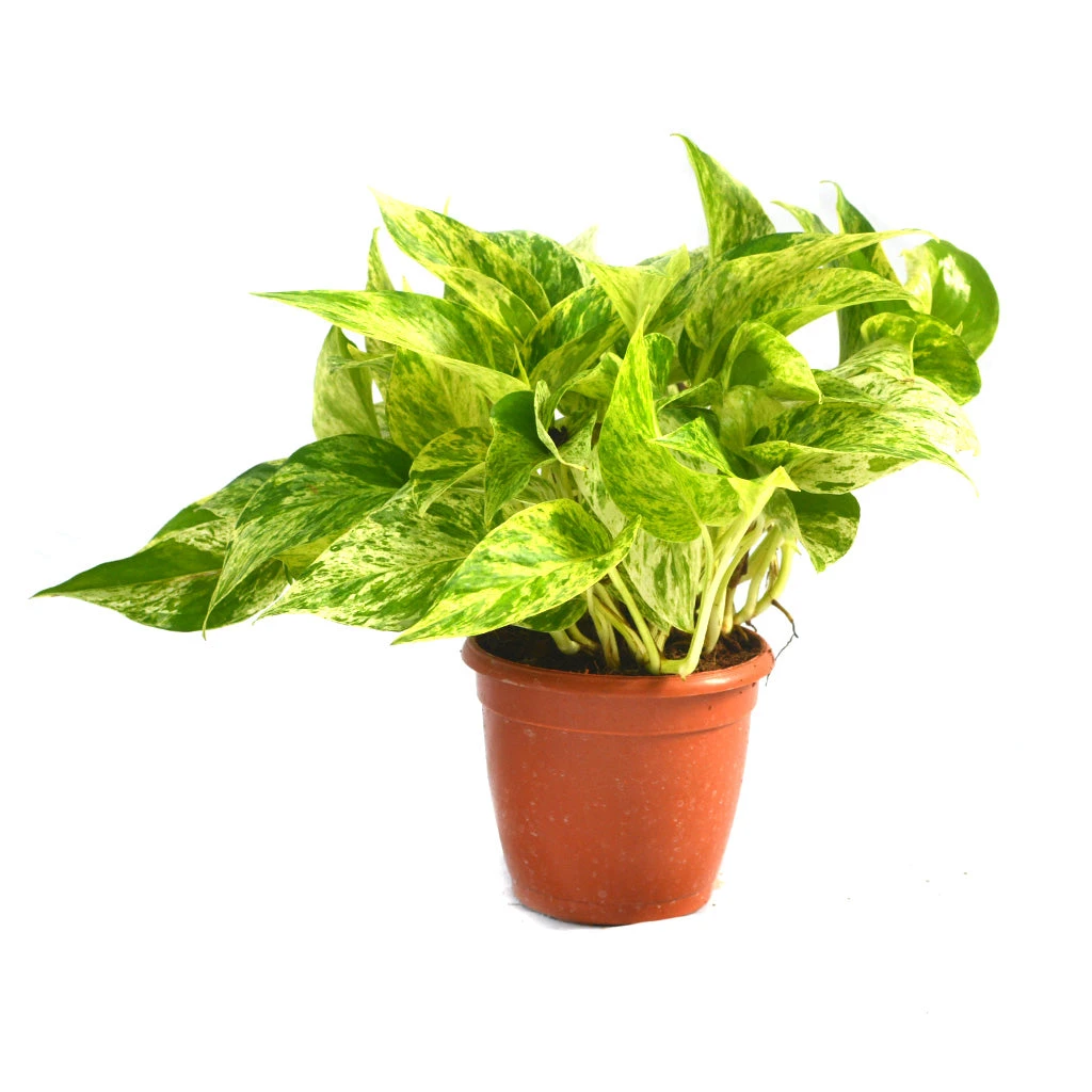 Pothos Marble Queen Money Plant 2 Pothos Marble Queen Money Plant - Image 2