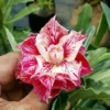 Cardinal Bloom Adenium Plant