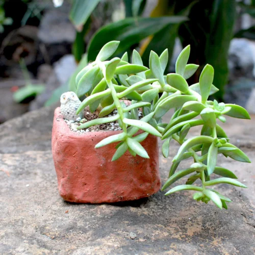 Set Of 3 Small Succulent Terracotta Pot