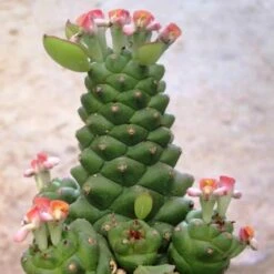Monadenium Ritchiei Cactus Plant