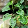 Swiss Cheese Vine Plant