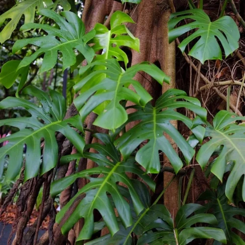 Epipremnum Pinnatum Plant -Plant Life Decor Shop monsteraepipremnum