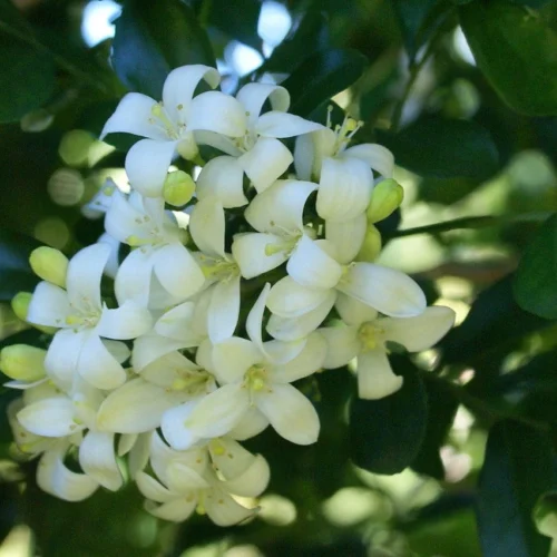 Kamini Murraya Paniculata Plant