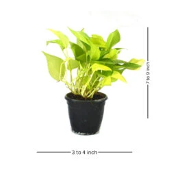 Pothos Neon Money Plant -Plant Life Decor Shop neon