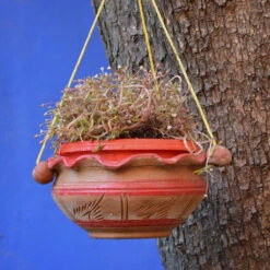 Terracotta Bowl Planter