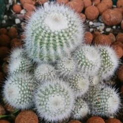 Notocactus Scopa Var. Albispinus Cactus Plant