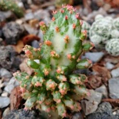 Opuntia Monacantha F. Monstruosa Variegata Cactus Plant 13 Opuntia Monacantha F. Monstruosa Variegata Cactus Plant -Plant Life Decor Shop opuntia monacantha f monstruosa variegata flower