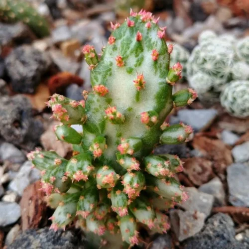 Opuntia Monacantha F. Monstruosa Variegata Cactus Plant 13 Opuntia Monacantha F. Monstruosa Variegata Cactus Plant -Plant Life Decor Shop opuntia monacantha f monstruosa variegata flower