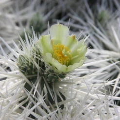 Cylindropuntia Tunicata Cactus Plant