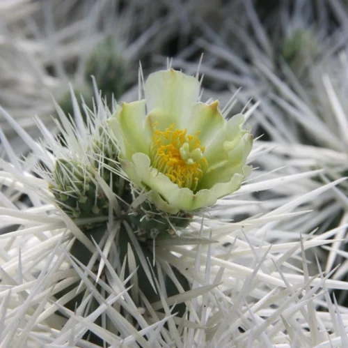 Cylindropuntia Tunicata Cactus Plant