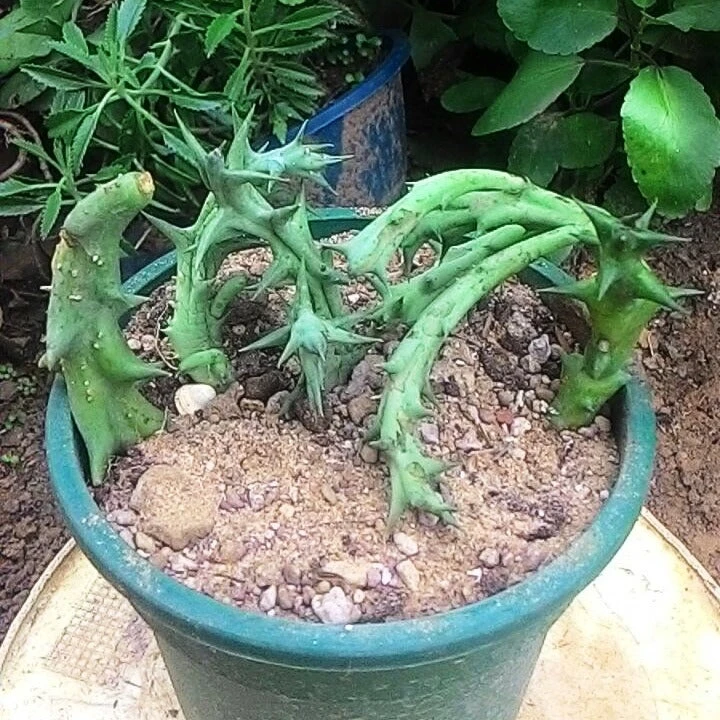 Orbea Dummeri Succulent Plant 2 Orbea Dummeri Succulent Plant - Image 2