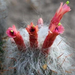 Oreocereus Celsinious Cactus Plant -Plant Life Decor Shop oreocereuscelsianusflower 84339a5b 6043 467a 9aa9 c5d0e1325cd3