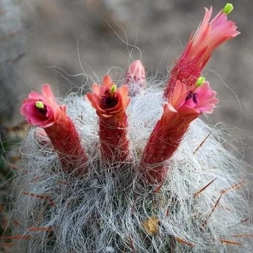 Oreocereus Celsinious Cactus Plant 7 Oreocereus Celsinious Cactus Plant -Plant Life Decor Shop oreocereuscelsianusflower 84339a5b 6043 467a 9aa9 c5d0e1325cd3